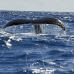whale_humpback_v_00906_dom3056.jpg